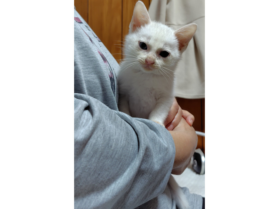 オッドアイの白い子猫