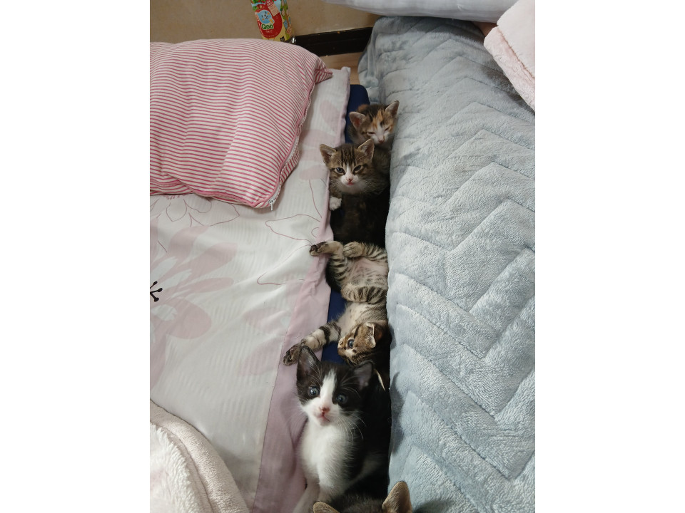 きジネコ