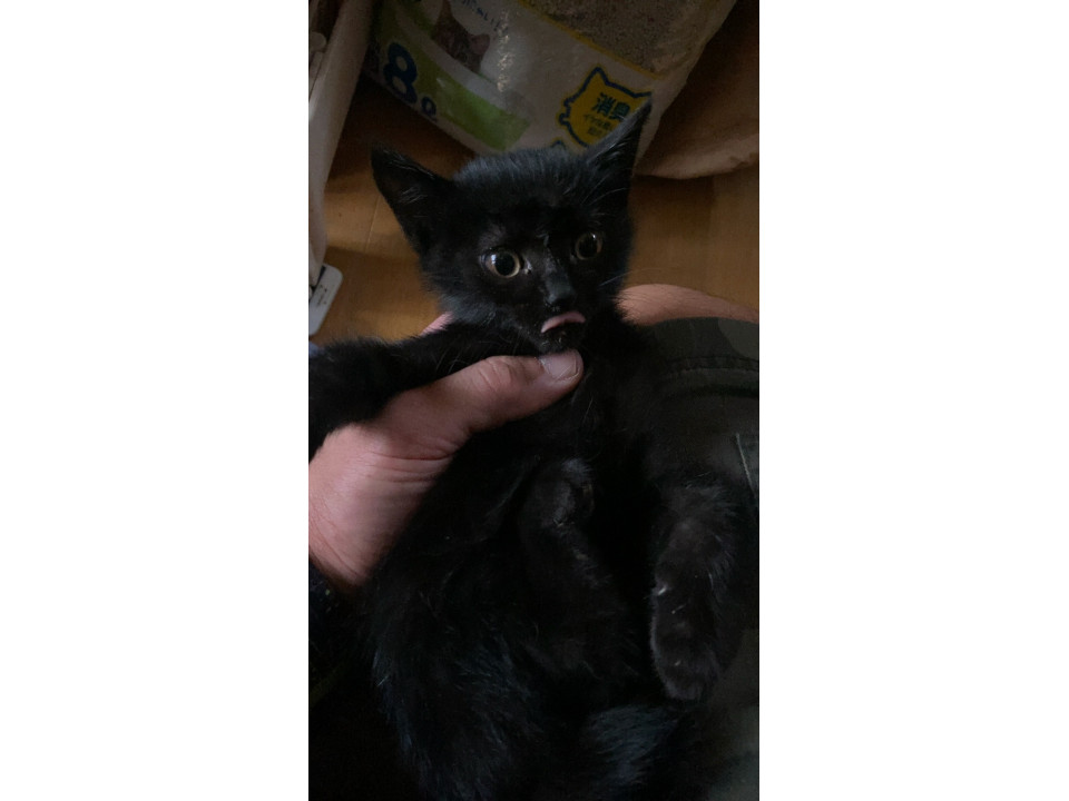 生後2カ月後半∼3ヵ月前の子猫の里親募集