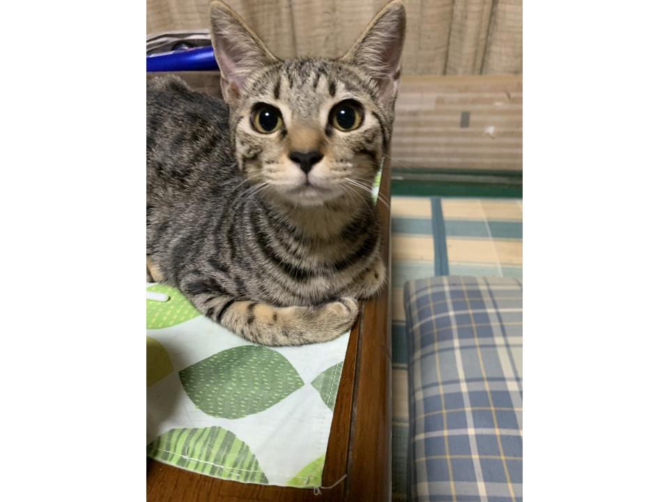 綺麗な柄のキジトラ　キキちゃん