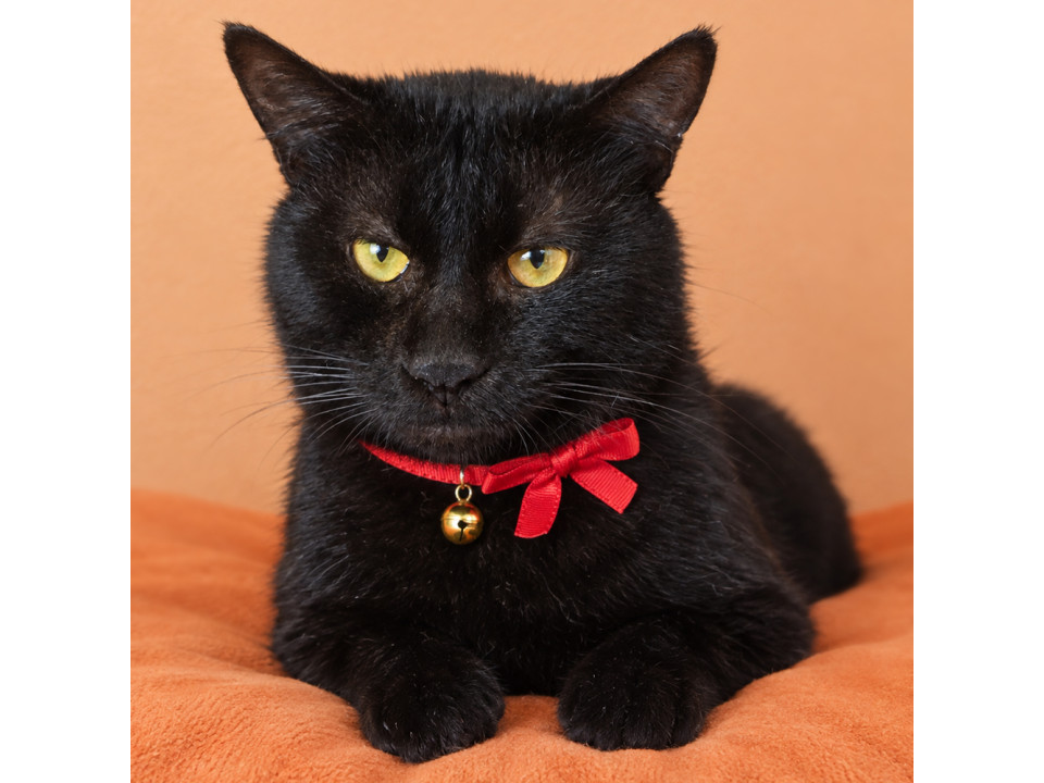 お返事します?甘えん坊の黒猫 ３歳