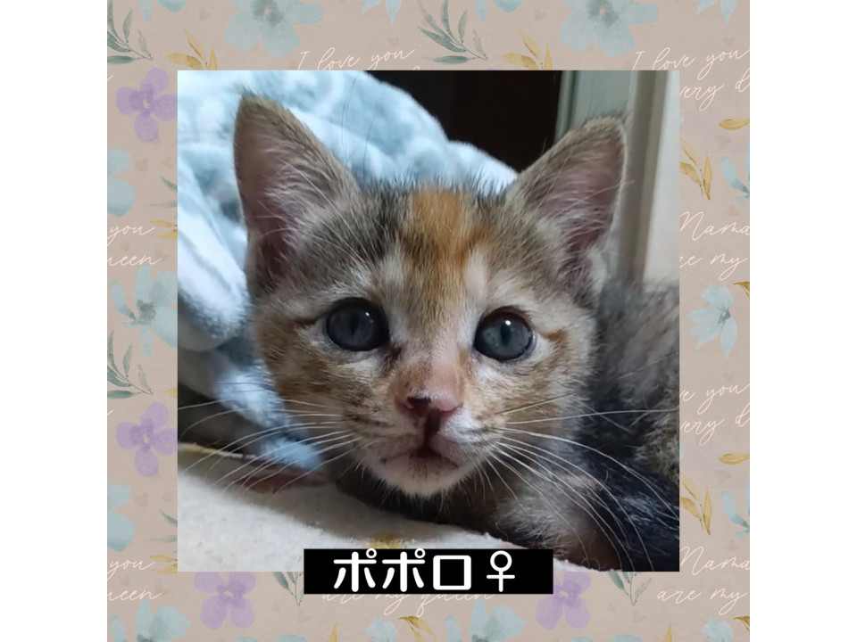 麦わら模様のポポロちゃん