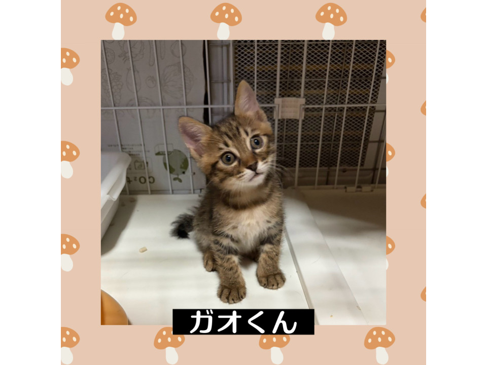 丸顔の可愛いガオくん
