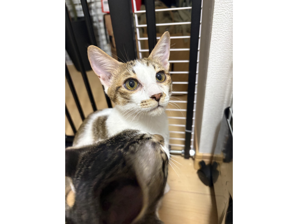 イケメン男の子