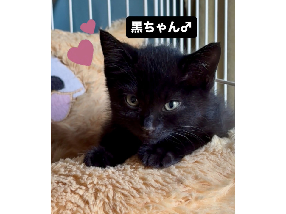イケメン黒猫❤️黒ちゃん♂（1.5か月）