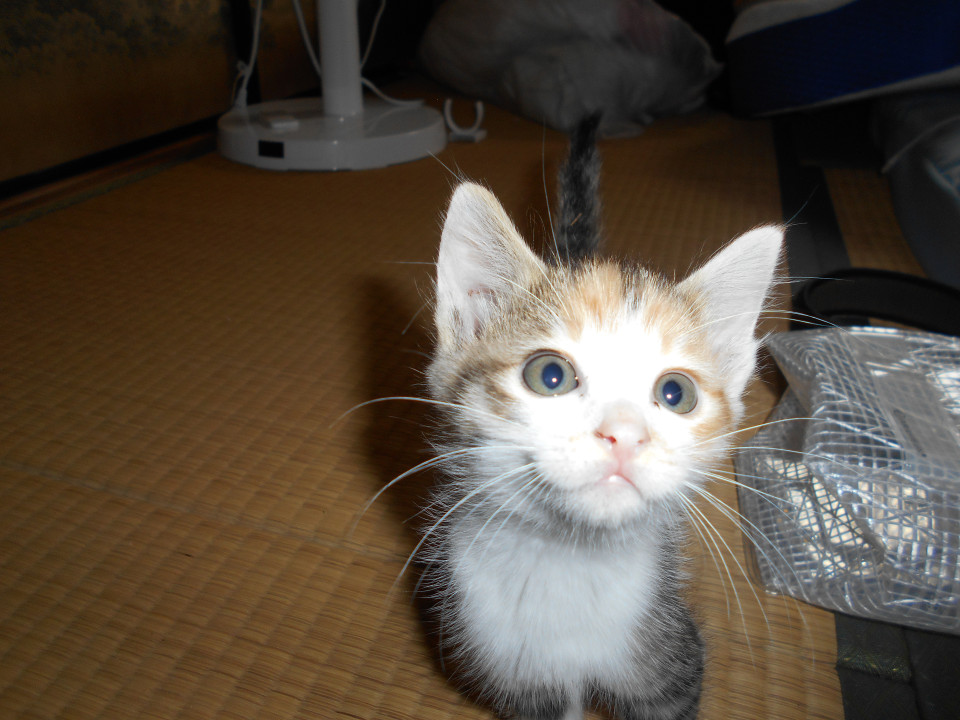 かわいい三毛猫ちゃん