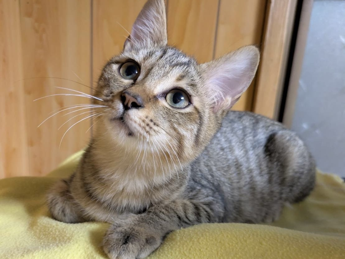 かわいいキジトラ兄弟　風くん