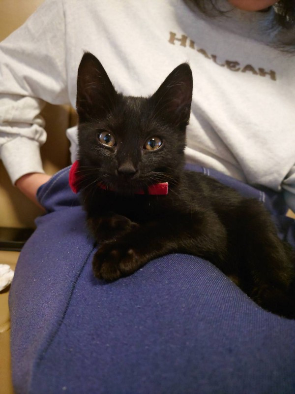 黒猫ちゃん