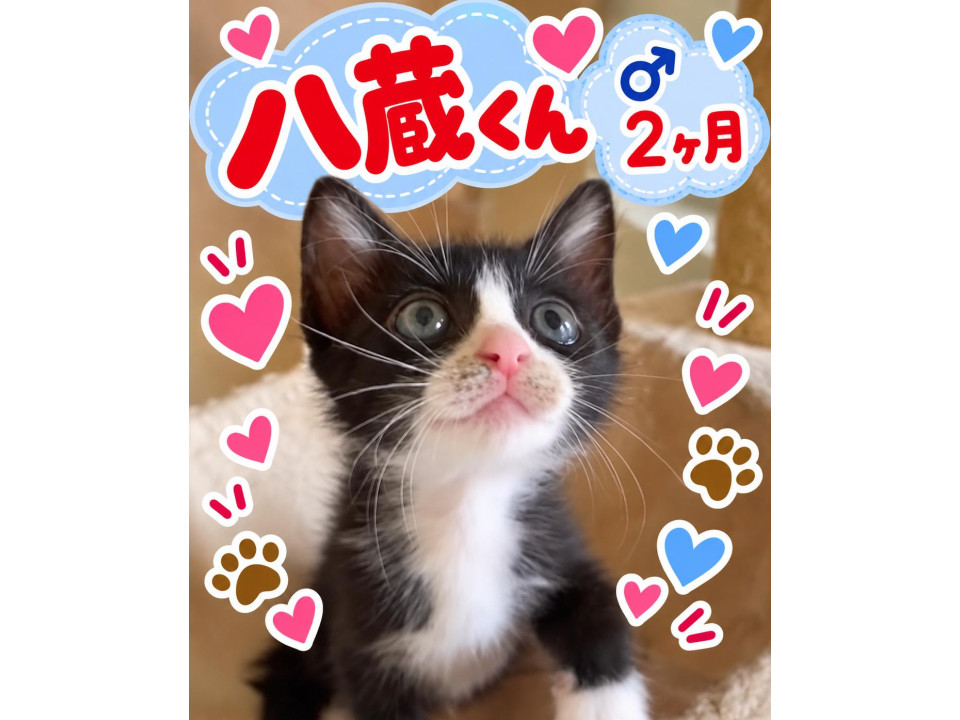 かわいいハチワレくん