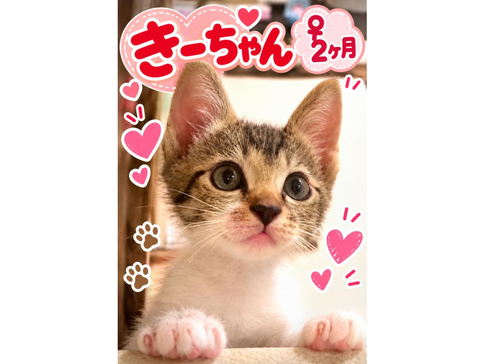 とってもかわいいキジ白ちゃん