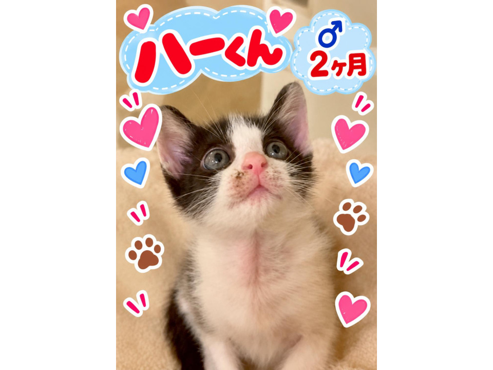 おっとりなハチワレくん