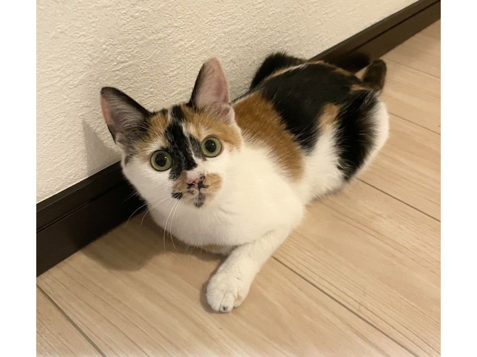 三毛猫あんずちゃん