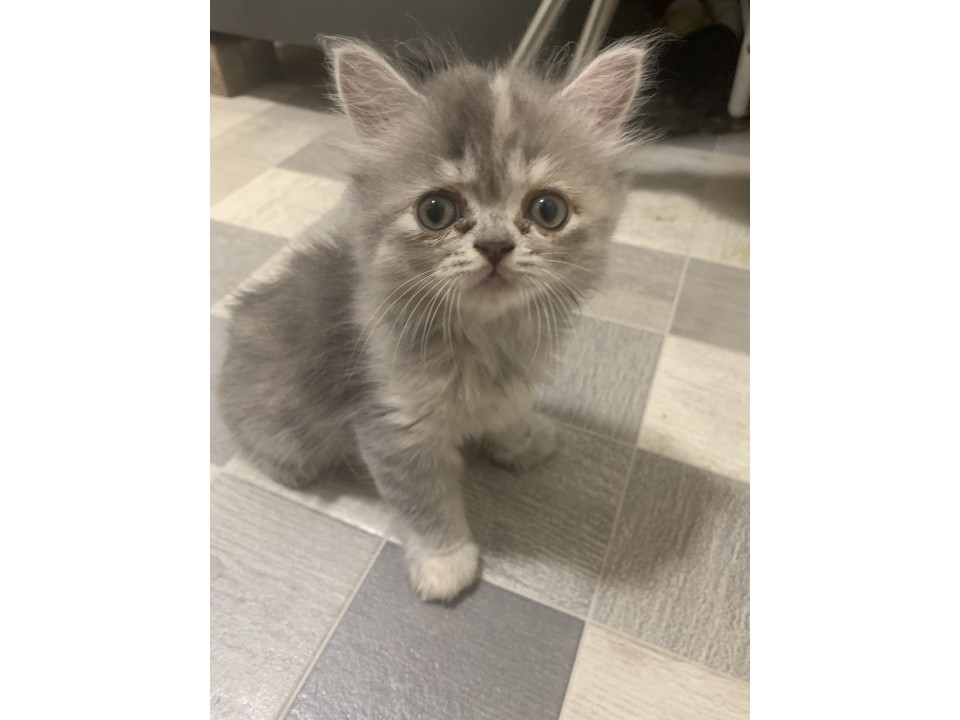 生後2ヶ月のラムキン赤ちゃんです