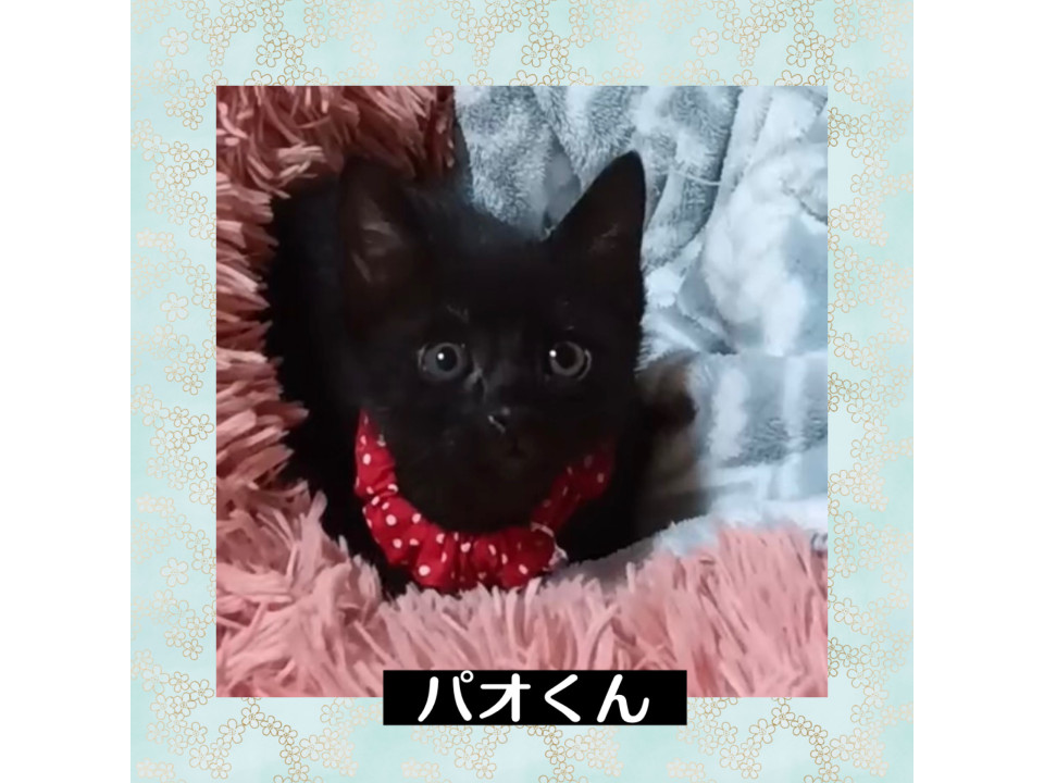 甘えん坊のパオ