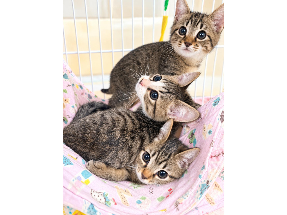 生後2ヶ月　3兄弟
