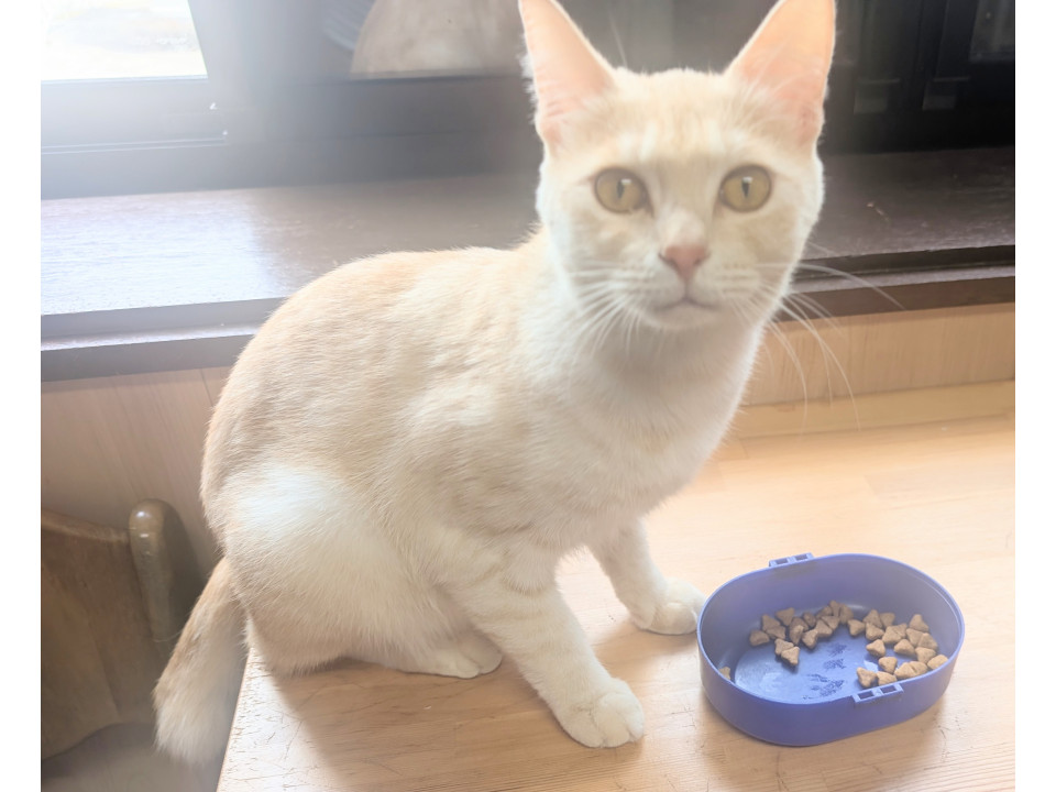 美猫うす茶さん❈見学随時受付中