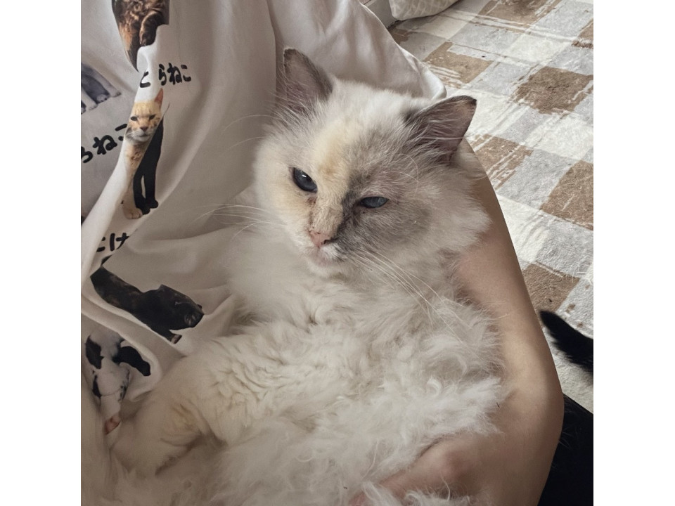 『ドール』猫が苦手なので１匹飼い希望