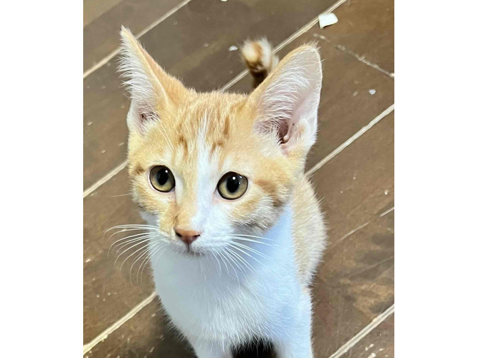 『クッパ』遊ぶの大好きな子猫