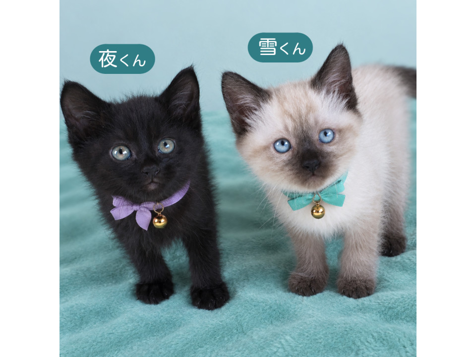 フワフワ美猫兄弟 シャムMIX 1カ月半