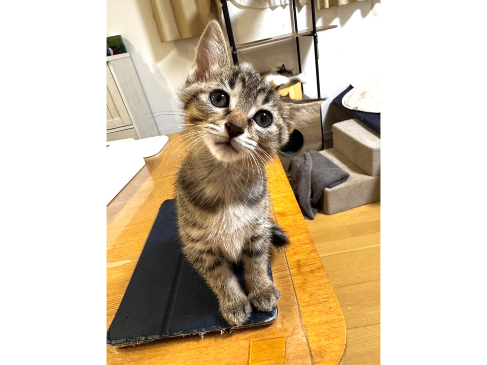 ものおじしない、ぼうちゃん