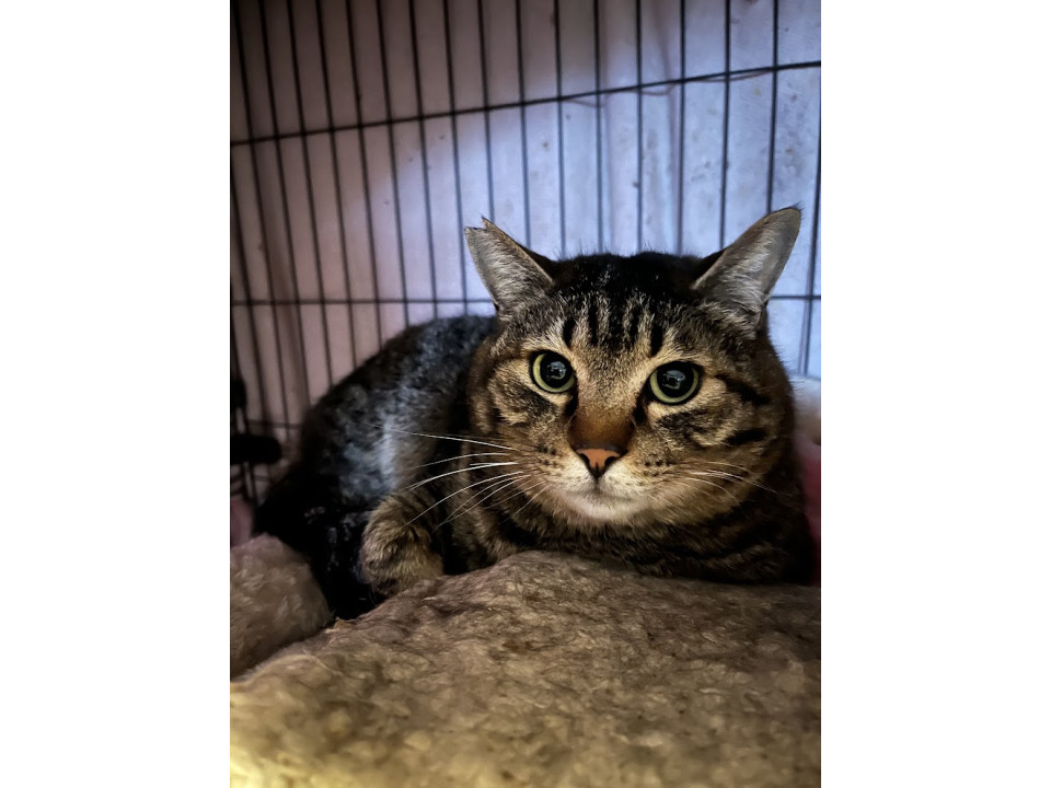 おとなしくて、スリスリの男の子です。