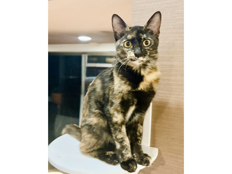 ★11/3★人見知りゼロゴロゴロの美猫❤