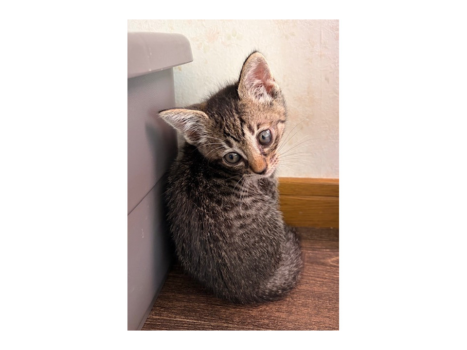 可愛い兄妹（男の子）