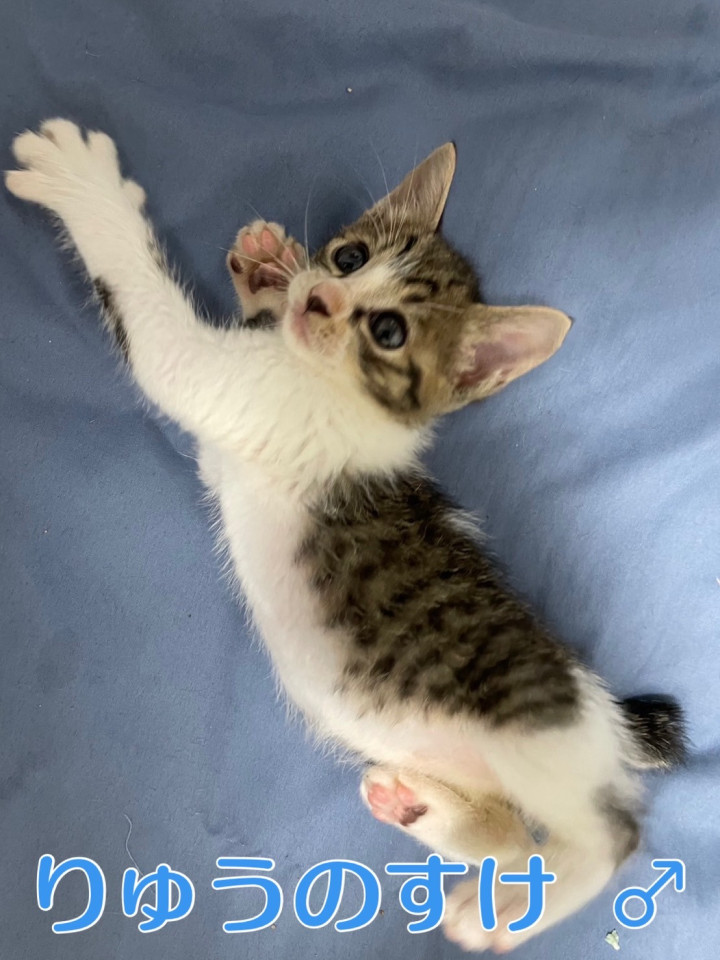 とても元気な６匹の子猫