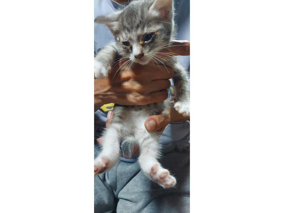2か月の子猫ちゃん　
