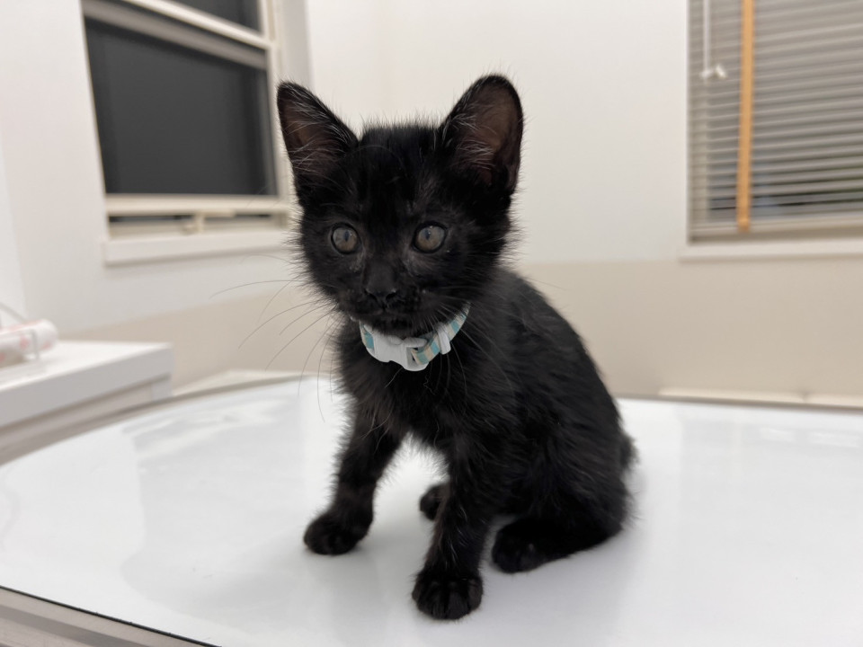 フワフワな黒猫の女の子