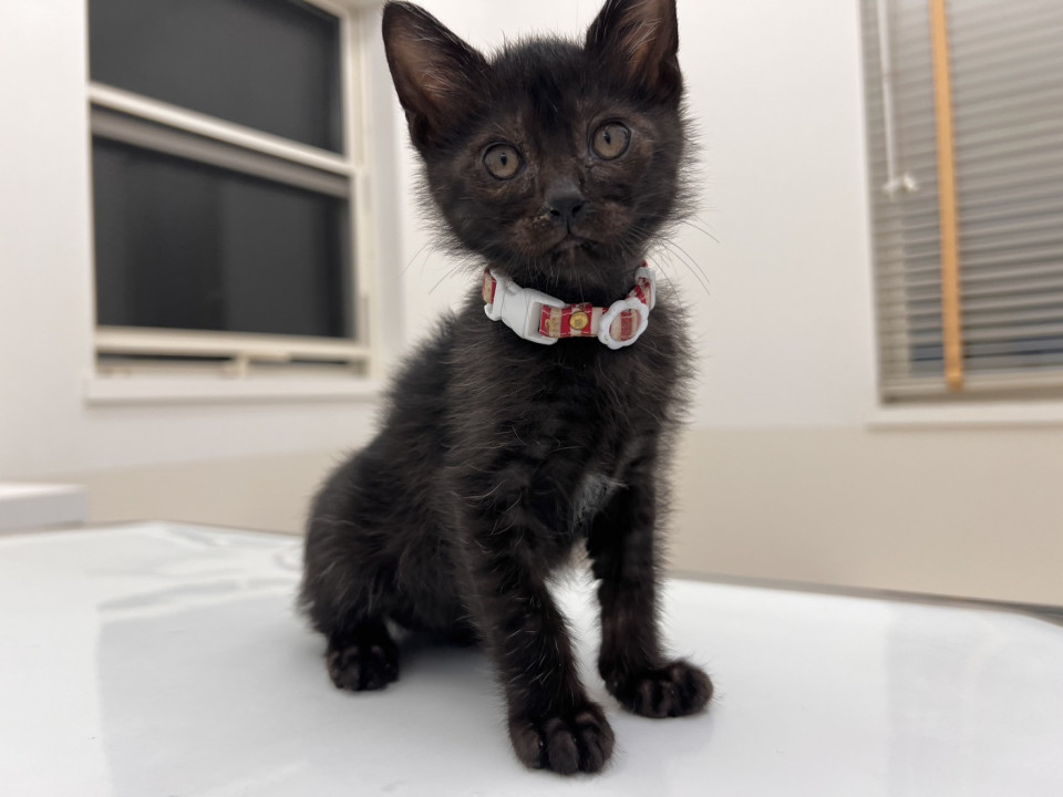 フワフワな黒猫の女の子2