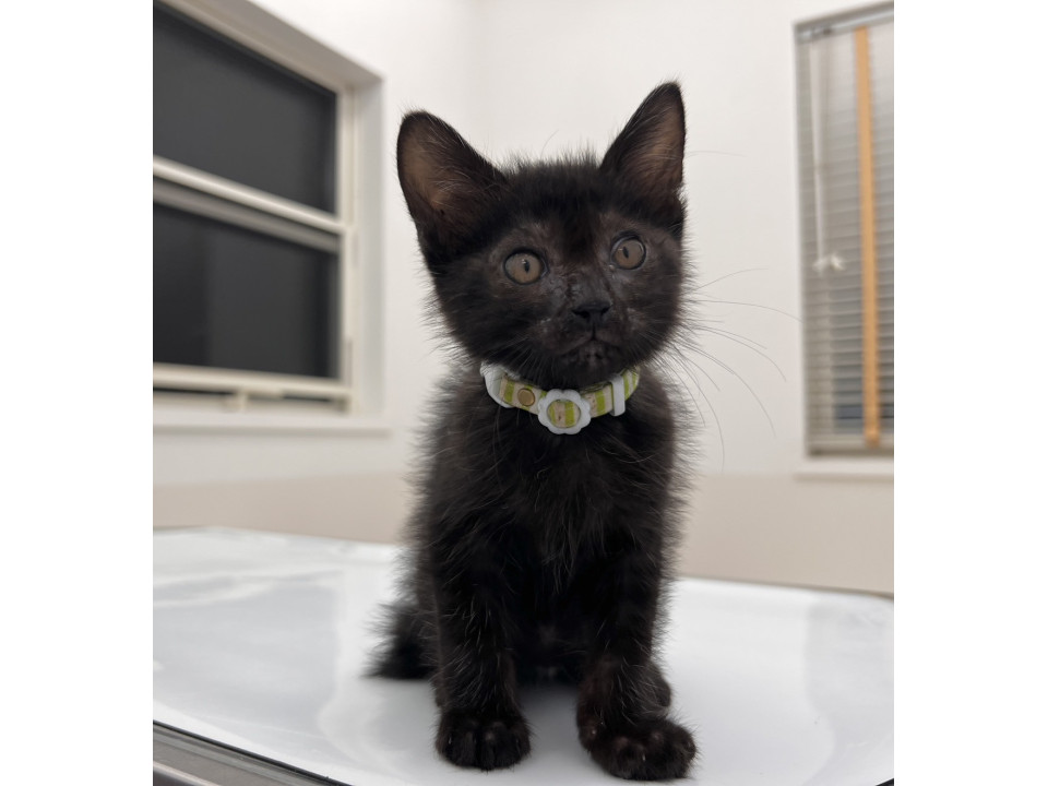 フワフワな黒猫の男の子