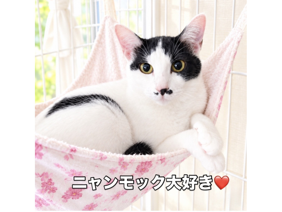 甘えん坊のあずきちゃん