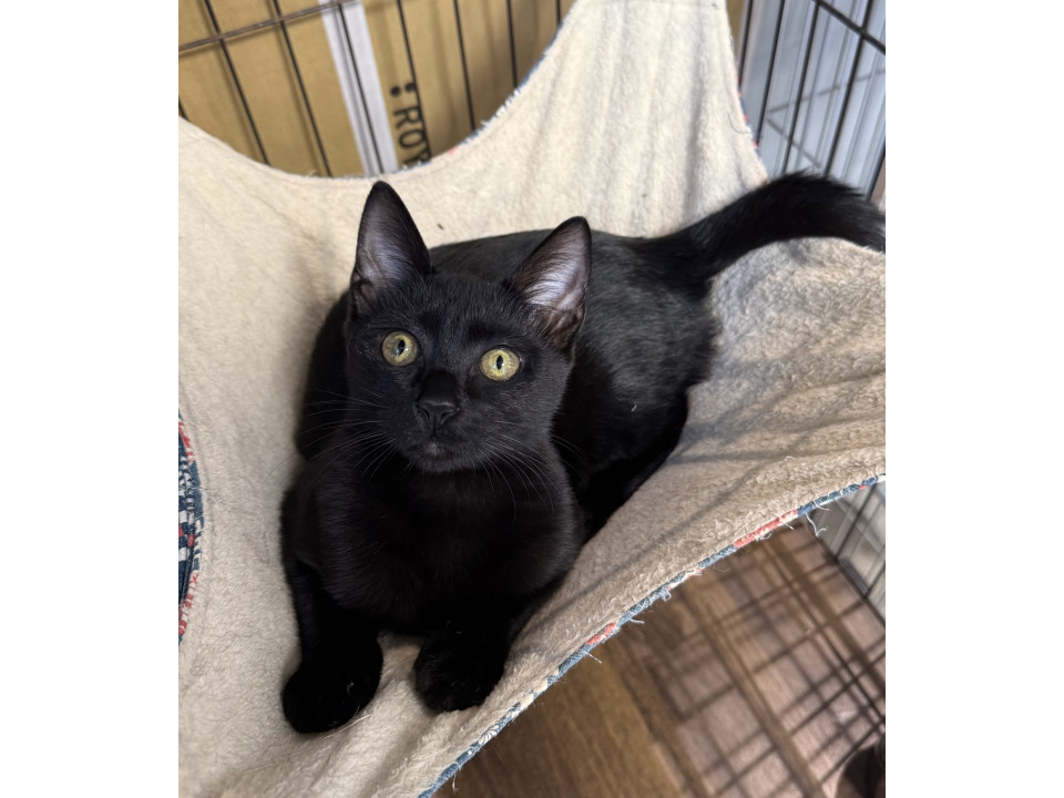 シルクタッチ甘えん坊の黒猫ちゃん