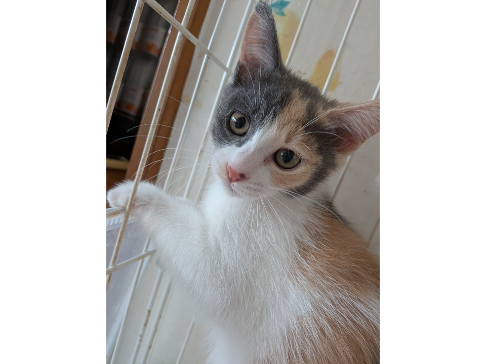 パステルカラーの三毛猫ちゃん