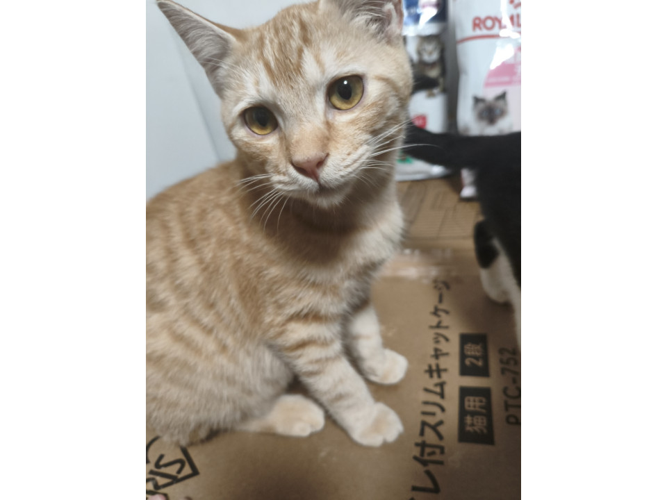 茶猫くん