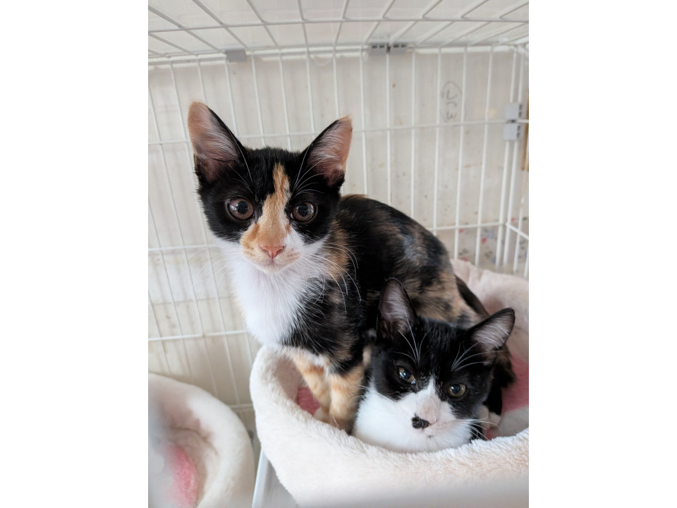 ハチワレ三毛猫（サビ）
