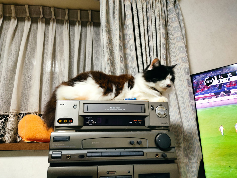 元気なお婆ちゃん猫です