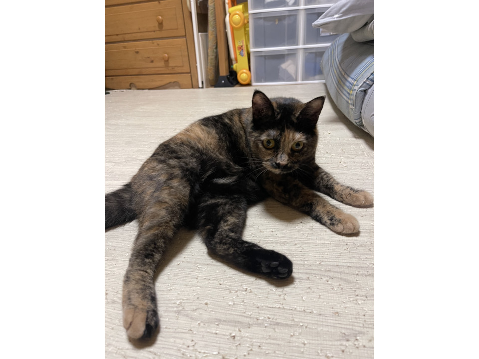 可愛いサビ猫