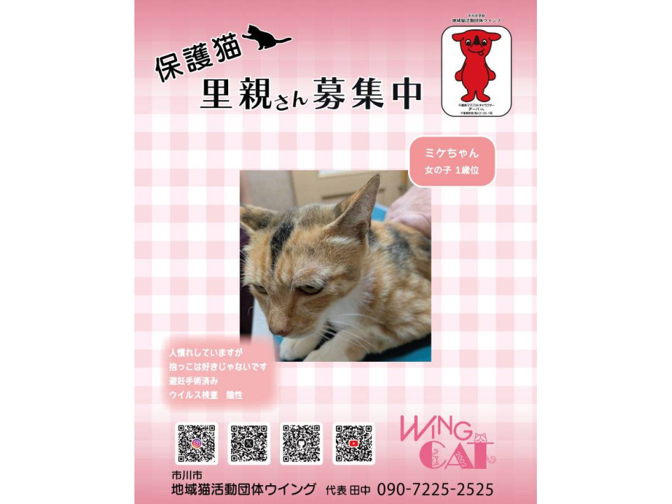 10/25地域猫活動団体ウイング譲渡会