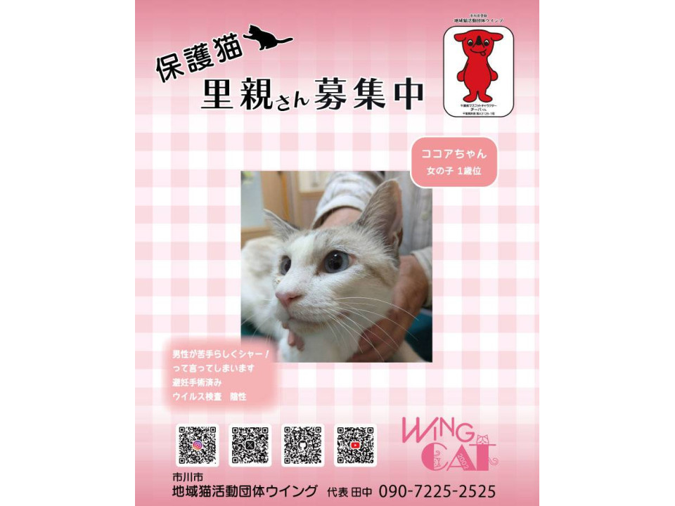 10/25地域猫活動団体ウイング譲渡会
