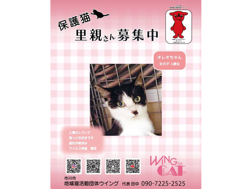 10/25地域猫活動団体ウイング譲渡会
