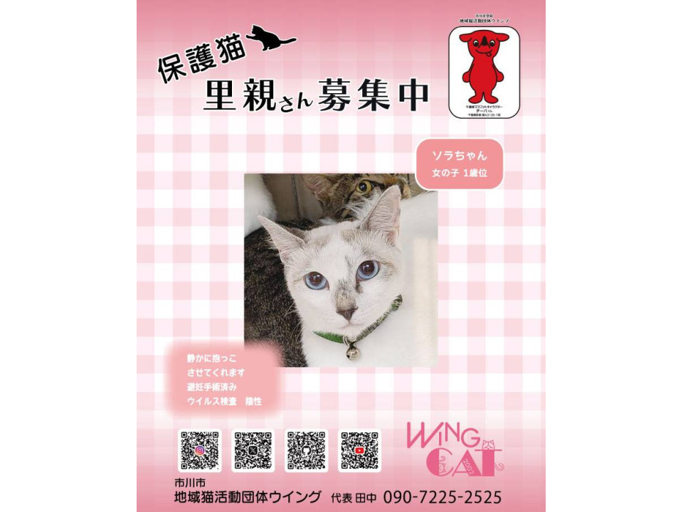 10/25地域猫活動団体ウイング譲渡会