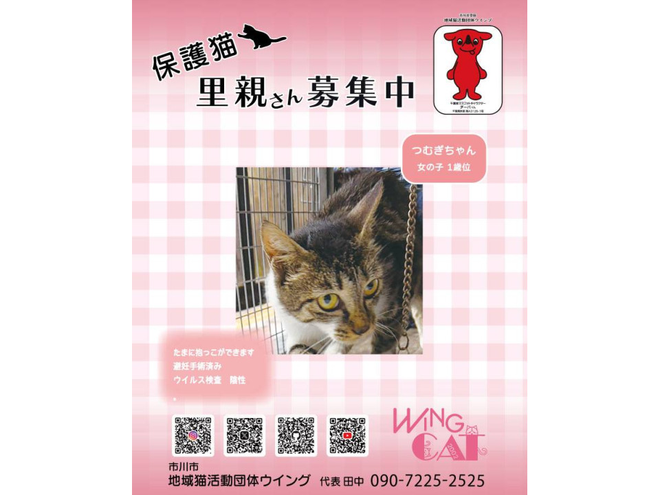 10/25地域猫活動団体ウイング譲渡会