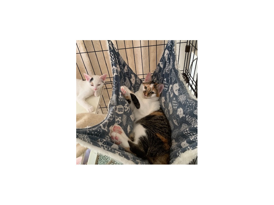 もっちりふくよかなしま三毛
