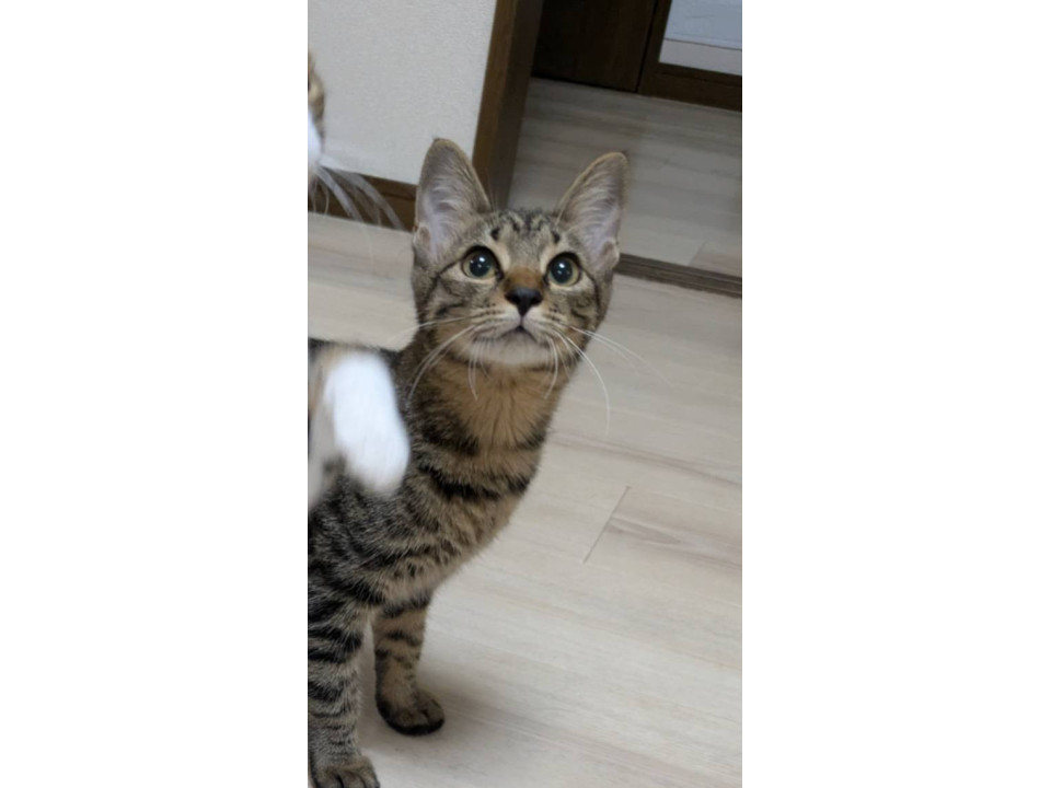 ぬるぅ〜と近づいて来て撫でてのおねだり♪