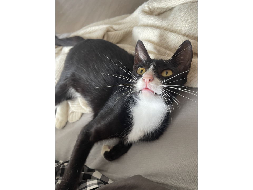 人が大好き！タキシード猫