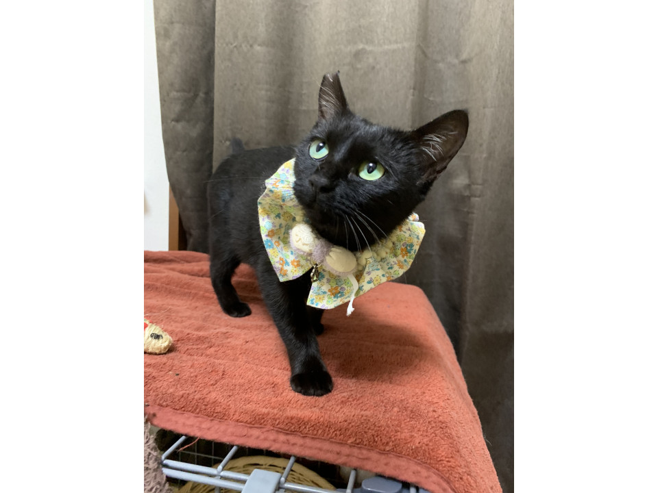 たいこさん　捨てられても人が大好きな黒猫