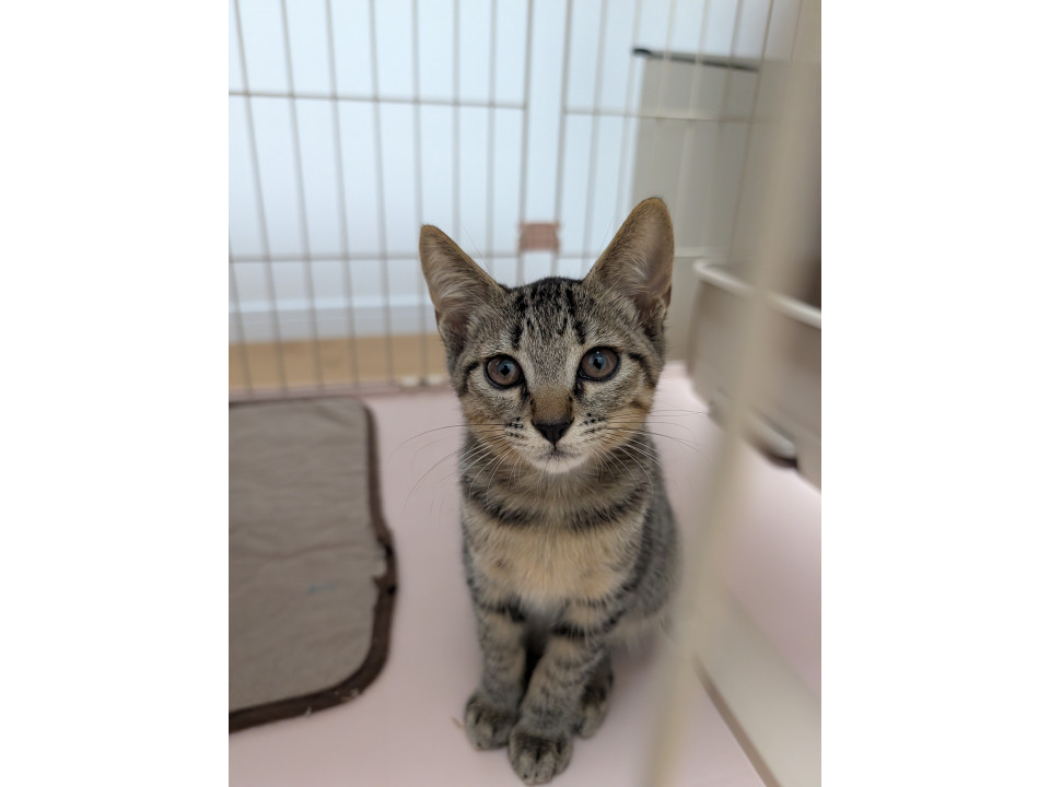 甘えたなキジトラの子猫