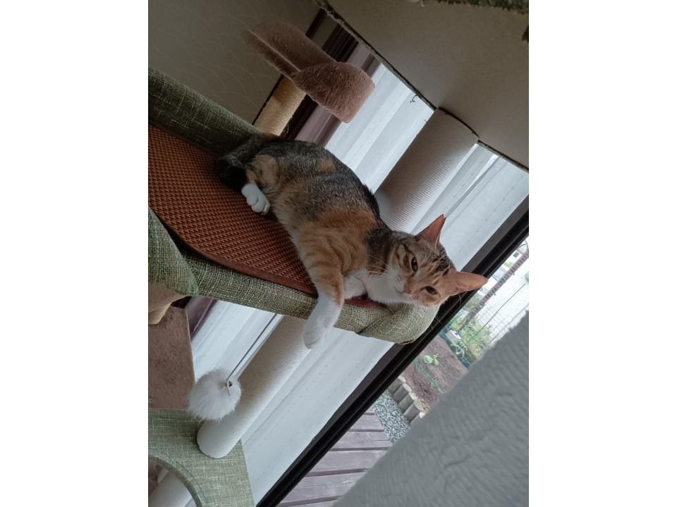 美猫のみけねこちゃん♥